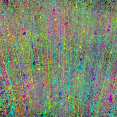 This image shows a forest of neurons.  Credit: Hermann Cuntz, modified by Klas Pettersen