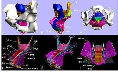 U-M researchers have developed the first-ever 3D complete computer model to help study treatment for pelvic organ prolapse.