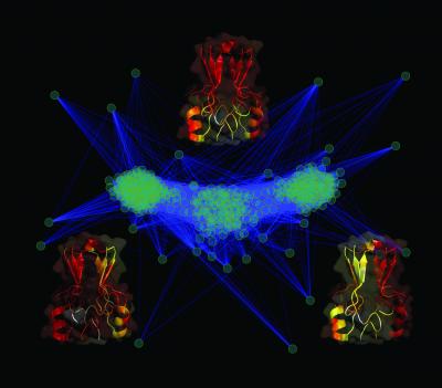 Researchers use cluster analysis to study protein shape and function. Each green circle represents one potential shape of the protein mitoNEET. The longer the blue line between two circles, the greater the differences between the shapes. Most shapes are similar; they fall into three clusters that are represented by the three images of the protein.  Credit: Elizabeth Baxter/UCSD