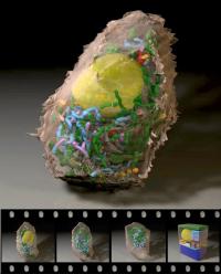 A powerful 3-D animation tool created by Graham Johnson oftthe Scripps Research Institute, Andrew Noske of the National Center for Microscopy & Imaging Research, and Bradley Marsh of the University of Queensland was selected as the winning video in the ninth annual International Science & Engineering Visualization Challenge. Original 3-D maps of pancreatic 