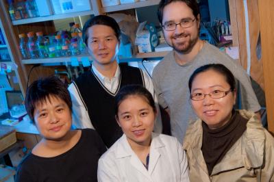 In work that could shed light on the molecular workings of cancer cells, researchers from Rice University and Baylor College of Medicine have developed a method to rapidly identify genes that can be targeted for silencing. The team includes (clockwise from left) Qinghua Wang, Jianpeng Ma, Brian Kirk, Jia Zeng and Yufeng Gou.  Credit: Jeff Fitlow/Rice University