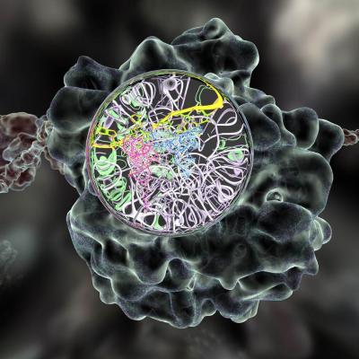 The human ribosome (a biological machine for producing proteins) comprises the various ribosomal proteins and ribosomal RNAs (ribonucleic acids). This graphic shown through a magnifying watch dial illustrates the atomistic complexity of the molecular machinery (akin to the co-meshing of gears in a wrist watch) and captures a snapshot moment in the process.  Credit: Collective members of the Center for Computational Visualization, Institute for Computational Engineering and Sciences, The University of Texas at Austin. The Texas Advanced Computing Center computed the big data electron microscopy processing and the generation of macromolecular models. 