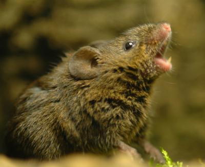 Singing mice are native to the tropical cloud forests of Costa Rica.