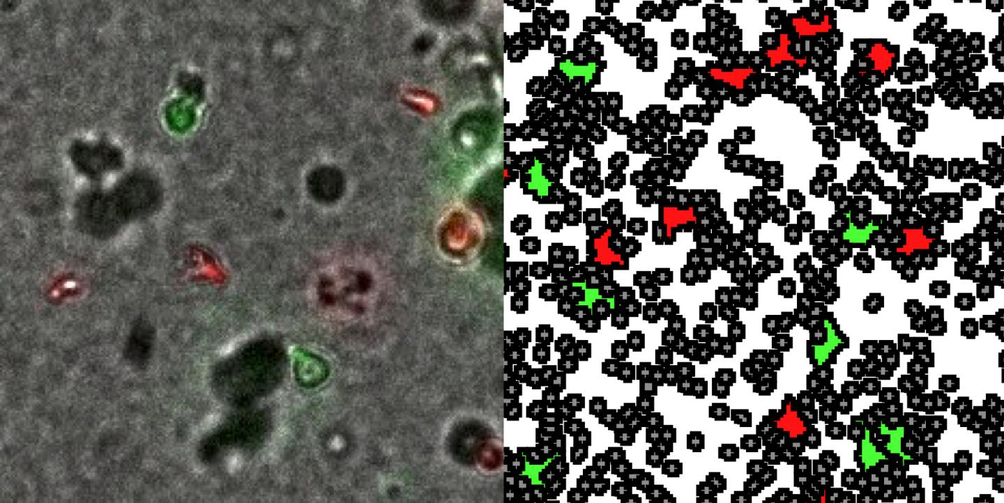 CAPTION Microscopic recording and supercomputer model of the interaction between infected cells (green) and non-infected cells (red) in collagen structures (grey). CREDIT Oliver Fackler / Frederik Graw