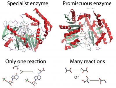 Enzymes are often thought to be specific, catalyzing only one reaction in a cell (left). However, some more promiscuous enzymes have many functions and catalyze many reactions in a cell. This study shows that promiscuous enzymes play a larger part in cell growth than previously thought.  Credit: Courtesy of Systems Biology Research Group, UC San Diego, Jacobs School of Engineering