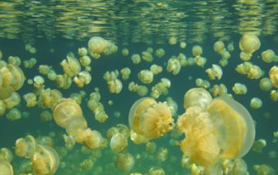 Jellyfish Lake in Palau has millions of endemic jellyfish, Mastigias papua etpisoni.  Credit: Michael Dawson  Usage Restrictions: None