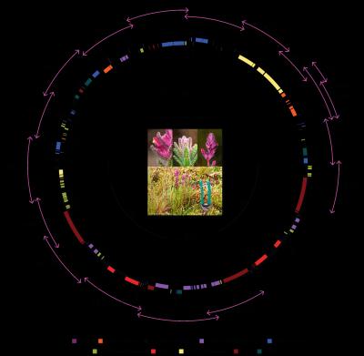 The final annotated chloroplast genome assembly of Bartsia inaequalis with the 16 overlapping primer combinations indicated. Note that the primer combinations for regions 11, 12, 13, and 16 amplify both inverted repeat A and B in a single reaction.  Photo by Simon Uribe-Convers from: Uribe-Convers, S., J. R. Duke, M. J. Moore, and D. C. Tank. 2014. A long PCR-based approach for DNA enrichment prior to next-generation sequencing for systematic studies. Applications in Plant Sciences 2(1): 1300063. doi:10.3732/apps.1300063