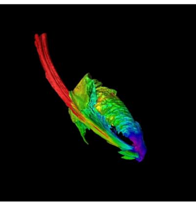 SuperComputer simulation of the disruption of a star by a black hole shows the formation of an "accretion disk" of stellar material spiraling into the black hole. This image shows an early stage in the formation of the disk.  By James Guillochon