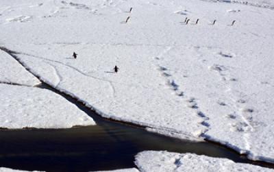 Adelie penguins cross ice floes near a lead in the sea ice at Cape Royds.  By Peter Rejcek, National Science Foundation