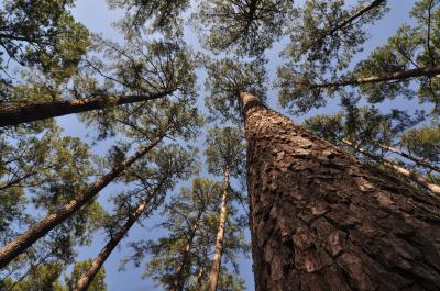 Conifers are the predominant members of the 300 million year old Gymnosperm clade. Conifers are also distinguished by their leviathan genomes. The reference genome sequence of Loblolly pine is published in the March issue of the journal GENETICS, published by the Genetics Society of America. Its 22-Gb genome size, makes it the largest genome sequenced and assembled to date. Credit: Dr. Ronald Billings, Texas A&M Forest Service, rbillings@tfs.tamu.edu Conifers are the predominant members of the 300 million year old Gymnosperm clade. Conifers are also distinguished by their leviathan genomes. The reference genome sequence of Loblolly pine is published in the March issue of the journal GENETICS, published by the Genetics Society of America. Its 22-Gb genome size, makes it the largest genome sequenced and assembled to date. Credit: Dr. Ronald Billings, Texas A&M Forest Service, rbillings@tfs.tamu.edu
