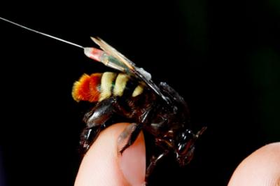 This is an orchid bee fitted with a radio tracker. Credit: Christian Ziegler This is an orchid bee fitted with a radio tracker. Credit: Christian Ziegler