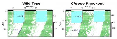 Mice are nocturnal. When both wild type and Chrono knockout mice are kept in an environment with 12 hours of light (blue) and 12 hours of dark (white).They align their activity (green) to the lighting schedule and run in the dark. When the animals are switched to constant darkness (arrow), the influence of their internal circadian clock is revealed. Both wild type and Chrono knockout mice maintain regular patterns of activity and rest that are slightly shorter than 24 hours -- each successive day the onset of activity occurs somewhat earlier. However, the endogenous activity period of Chrono knockout mice is about 25 minutes longer than the period of wild type mice.  Credit: Ron Anafi, M.D., Ph.D.; John Hogenesch, Ph.D., Perelman School of Medicine, University of Pennsylvania