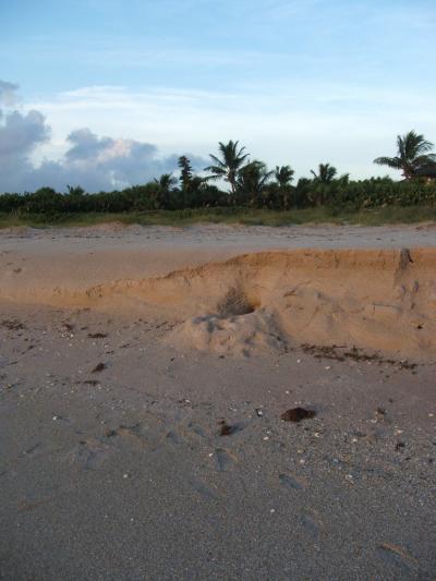 This image shows a sliff-like erosion escarpment on a Florida beach.  Credit: CREDIT: U.S. Geological Survey/photo by Randolph Femmer