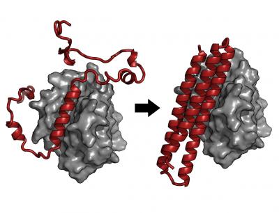 A small chunk of protein (red) bound to the Epstein-Barr virus target protein (gray) was extended to make a much longer protein, left, and then designed to have a rigid folded structure, right, for tight and specific interactions with the target.