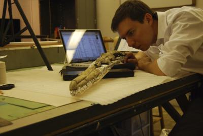 Paleontologist Dan Ksepka examines the fossilized skull of what may be the biggest flying bird ever found. Its telltale beak allowed Ksepka to identify the find as a previously unknown species of pelagornithid, an extinct group of giant seabirds known for bony tooth-like spikes that lined their upper and lower jaws.  Credit: Contributed by Dan Ksepka