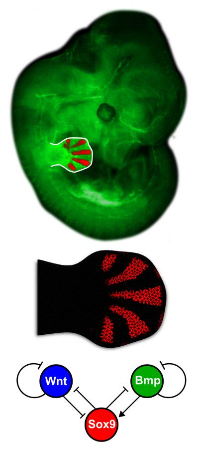 This is the detailed embryo limb and the network topology of the Bmp-Sox9-Wnt (BSW) model.  Credit: Luciano Marcon and Jelena Raspopovic.