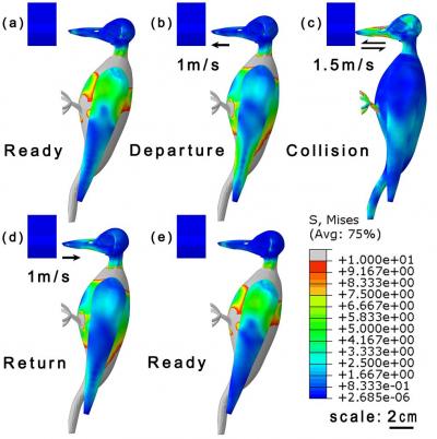 This is a schematic of the pecking process of a woodpecker and the Mises stress at different times: (a) and (e) are moments of readiness to peck; (b) and (d) are the moments of departure and return, respectively; (c) is the moment of collision; arrows on the beaks show velocity direction.