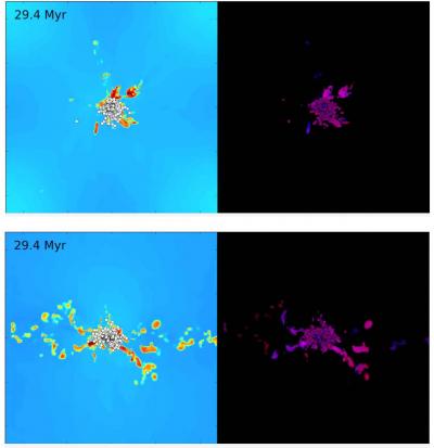 Two 11-second movies show a computational simulation of a collision of two converging streams of interstellar gas, leading to collapse and formation of a star cluster at the center. In both movies, the numbers rapidly increasing shows the passage of time in millions of years; left panel shows the density of interstellar gas (yellow and red are densest) and right panel shows red and blue "tracer dyes" added to watch how the gas mixes during the collapse. Face-on view (upper pair in the stills) shows the plane where the two gas streams meet while the edge-on view (lower pair in the stills) shows a cross section through the two streams. Circles outlined in black are stars; stars are shown as white in the left panel, and in the right panel their color reflects the amount of the two tracer dyes in each star. The simulation reveals that gas streams are thoroughly homogenized within a very short time of converging, well before stars begin forming.  Credit: Mark Krumholz/University of California, Santa Cruz