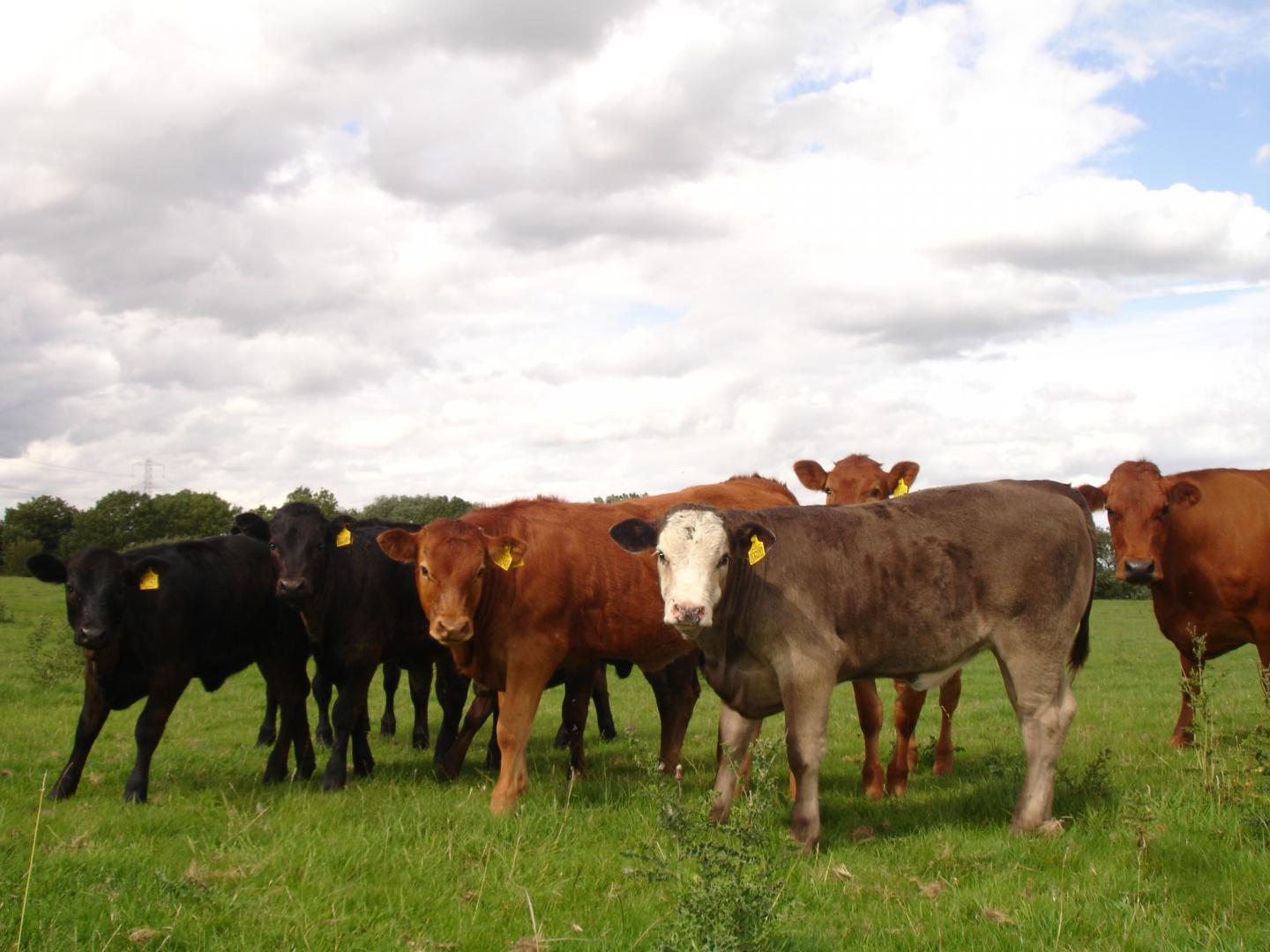 A group of healthy cows is shown. Modeling produced by researchers at Queen Mary University of London has found that the only effective potential bovine tuberculosis control strategies are badger culling, cattle testing, controlling cattle movement, and ceasing the practice of housing farm cattle together during winter.