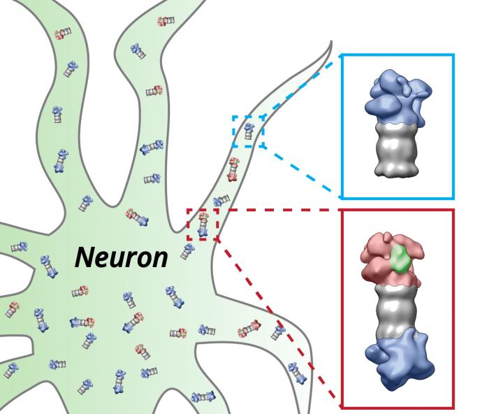 The proteasomes (grey) of the nerve cell (neuron) are equipped with the regulatory particles at their ends. These structures change their shape depending on whether they have bound (red) proteins which have to be degraded (green) or not (blue).   Credit  Figure: Shoh Asano / Copyright: MPI of Biochemistry