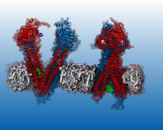 CAPTION Verapamil (green blob), inhibits the P-gp pump. Until now, the workings of the pump could not be observed so researchers didn't know exactly where Varapamil 'binds' in P-gp. SMU researchers report that their simulation reveals the binding sites. CREDIT James McCormick CAPTION Verapamil (green blob), inhibits the P-gp pump. Until now, the workings of the pump could not be observed so researchers didn't know exactly where Varapamil 'binds' in P-gp. SMU researchers report that their simulation reveals the binding sites. CREDIT James McCormick