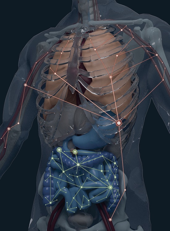 A model highlighting the human body's two distinct B-cell clonal networks. Drexel researchers and colleagues have discovered that one network spans the blood, bone marrow, spleen and lung, while the other is found in the gastrointestinal tract. (Credit: Alexander H. Farley)