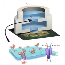 CAPTION Illustration depicting biocell attached to CMOS integrated circuit with membrane containing sodium-potassium pumps in pore. CREDIT Trevor Finney and Jared Roseman/Columbia Engineering