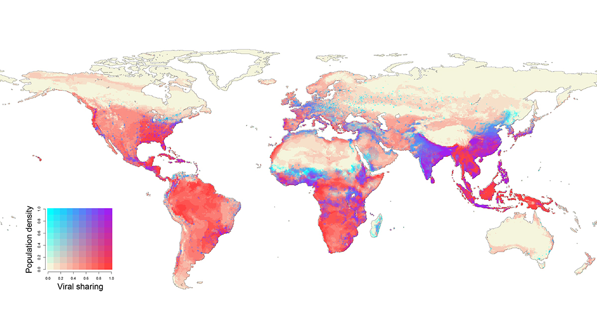 Novel viral-sharing events coincide with human population centers. In 2070, human population centers in equatorial Africa, south China, India and Southeast Asia will overlap with projected hotspots of cross-species viral transmission in wildlife. (Image courtesy of Colin Carlson/GUMC)