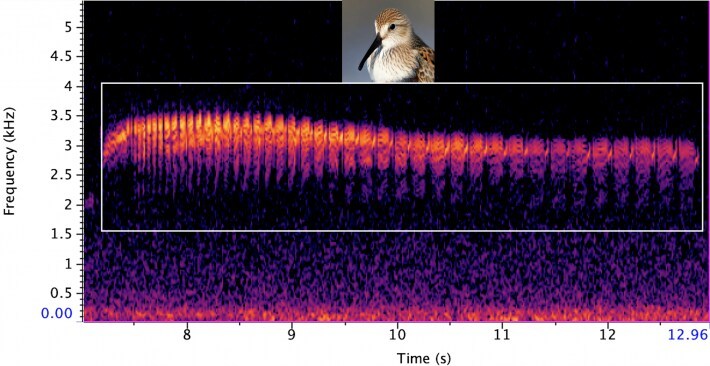 The ECOGEN AI tool can create lifelike spectrograms like this dunlin call. Credit: Nicolas Lecomte