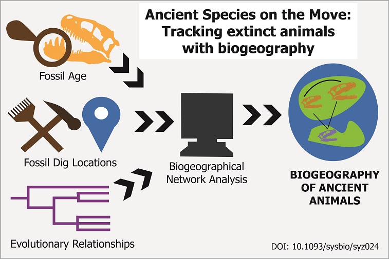 How to track a dinosaur. By combining data from fossils and models of the ancient Earth, researchers can map where ancient species may have migrated. This method, called biogeographical network analysis, converts evolutionary relationships between species into geographical relationships. This method was used in research by Tai Kubo, Ph.D., a postdoctoral researcher affiliated with the University Museum at the University of Tokyo. Image by Caitlin Devor, The University of Tokyo