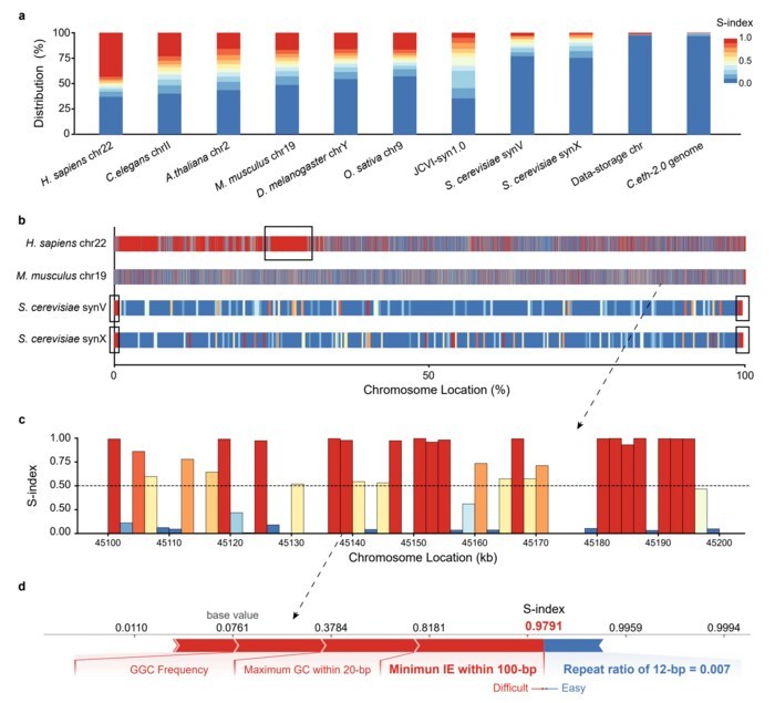 A, The distribution of DNA sequences with different S-index for the natural and synthetic chromosomes and genomes. The heatmap shows the S-index for the different sequences and the color has the same meaning in B and C. B, The difficulties of synthesizing DNA sequences for the different locations within the chromosomes. The black boxes mark the centromeric satellite of Homo sapiens chromosome 22 and telomeres of synV and synX. c, The S-index for the 45,100-45,200-kb region of M. musculus chr19. D, Force plot for 45,138-45,140 kb sequence of M. musculus chr19. The feature with a positive effect value is highlighted in red, and the feature with a negative effect value is highlighted in blue. Photo credit: Yan Zheng.