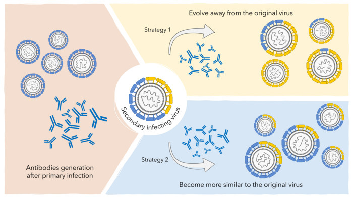 Dengue virus evolution in India