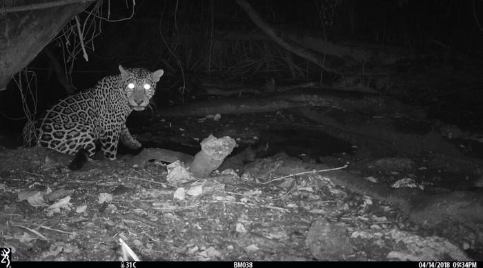 A jaguar visits a water hole in this camera trap image.  Credit Wildlife Conservation Society/Mammal Spatial Ecology and Conservation Lab