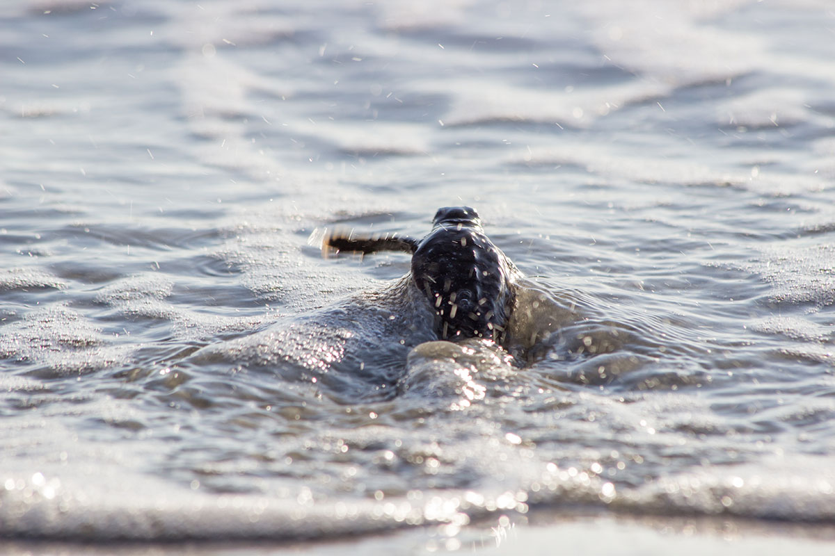 A sea turtle hatchling heads to the ocean. CREDIT: G.Stahelin