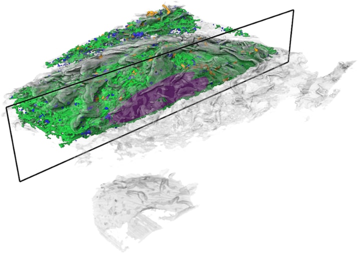 The COSEM Project Team has developed a set of algorithms that can map the organelles in microscope images of cells, creating detailed 3D representations of cells’ inner workings. Credit: COSEM Project Team