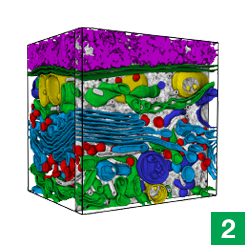 Within parts of those images, scientists painstakingly trace individual organelles by hand.