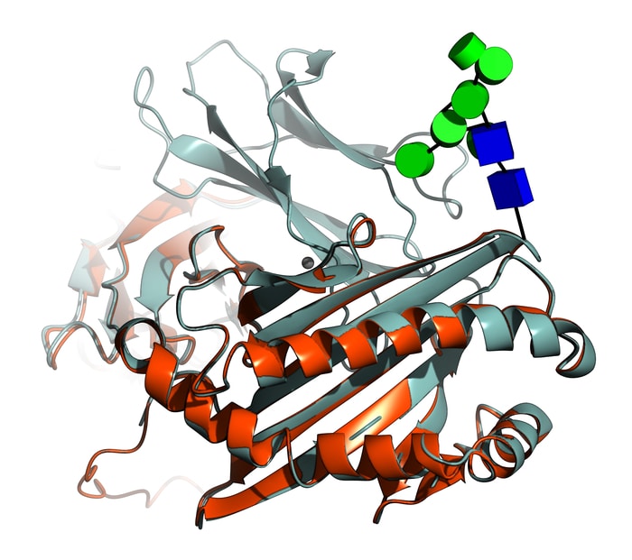 Sugars attached with the reported software are a very good match to both AlphaFold and experimental protein models.  CREDIT Credit: Dr Jon Agirre