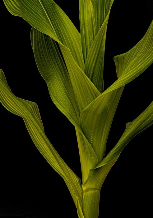 Developing Maize Plant – a staple crop and member of the grass family. A new study explains how the grass leaf evolved.  CREDIT Annis Richardson