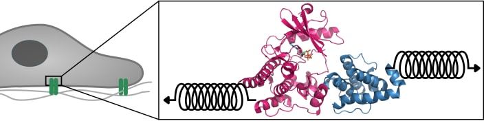 The cell is attached to the underlying matrix over focal adhesions (green). Inside those, Integrin-linked Kinase (ILK, pink) and parvin (blue) are subjected to mechanical force which can be simulated by virtual springs. (Image: HITS)