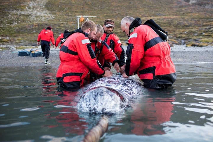 Researchers tagging a narwhal in East Greeenland.  CREDIT Carsten Egevang.