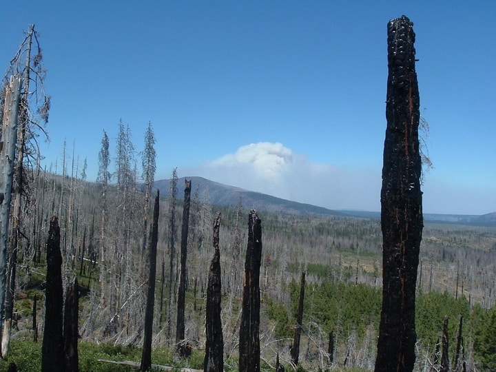 Charred trees from the 2003 B&B complex fire are seen in the foreground as the 2007 Warm Springs Lightning complex fire burns.  CREDIT Photo by Andrew Meigs