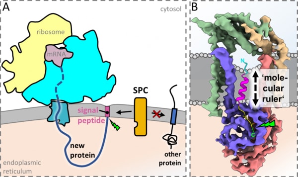 The 'molecular postman' in action. A - The SPC has to tell signal peptide-containing proteins from others. B - The SPC uses the phospholipid membrane as a 'molecular ruler' to measure the length of signal peptides (pink).