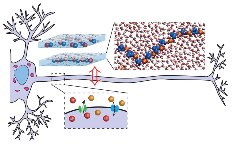 Artificial neuron prototype: nanofluidic slits can play the role of ion channels and allow neurons to communicate. Ion clusters achieve the ion transport that causes this communication. © Paul Robin, Laboratoire de physique de l'ENS (CNRS/ENS-PSL/Sorbonne Université/Université de Paris).