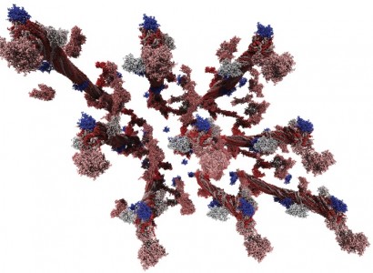 Leadership-class molecular dynamics simulation of the plant components lignin and cellulose. This 3.3 million-atom simulation was performed on 30,000 cores of the Jaguar XT5 supercomputer and investigated lignin precipitation on cellulose fibrils, a process that poses a significant obstacle to economically viable bioethanol production. Visualization by Mike Matheson, ORNL