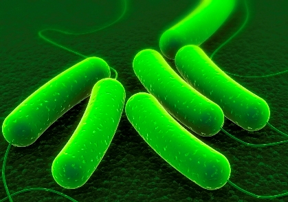 Strains of E. coli bacteria were engineered to digest switchgrass biomass and synthesize its sugars into gasoline, diesel and jet fuel.