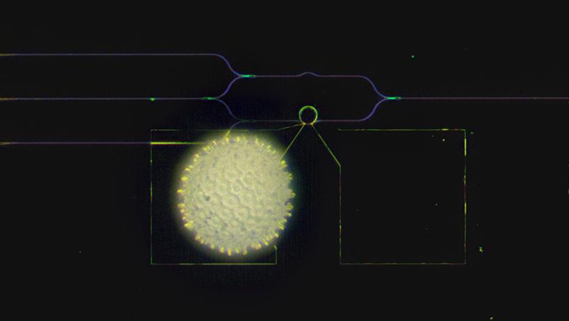 A visible-spectrum phase modulator (the ring at the center of a radius of 10 microns) is much smaller than a grain of pollen of the morning glory. Photo credit: Heqing Huang and Cheng-Chia Tsai/Columbia Engineering