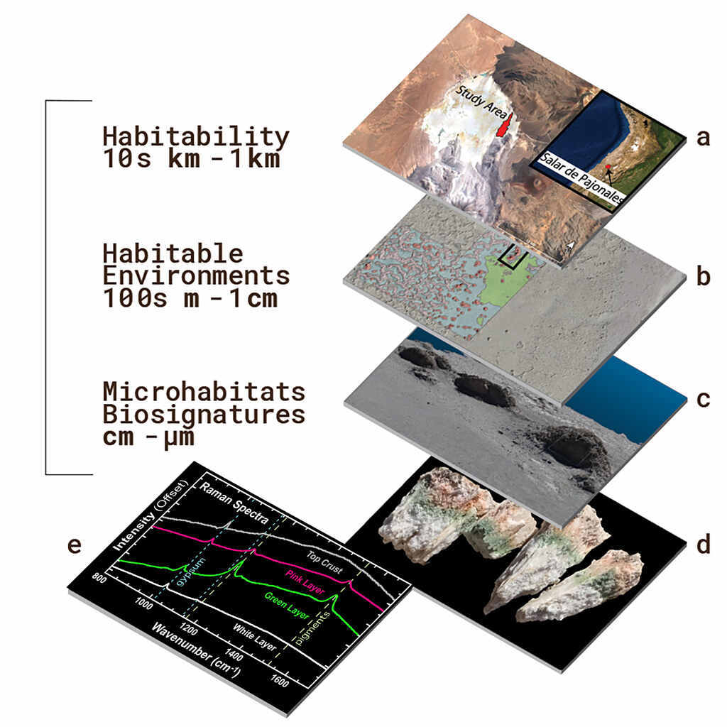 Orbit-to-Ground study of biosignatures in the terrestrial Mars analog study site Salar de Pajonales, Chile. (b) drone view of the site with macroscale geologic features (domes, aeolian cover, ridge networks and patterned ground) in false color. (c) 3-D rendering of dome macrohabitats from drone imagery. (d) Orange and green bands of pigments of the photosynthetic microbial communities living in Ca-sulfate micro-habitats. These biosignatures are a feature of NASA’s Ladder of Life Detection and are detectable by eye and by instruments such as Raman (e) and Visible Short-Wave Infrared spectroscopy. Image credit: N. Cabrol, M. Phillips, K. Warren-Rhodes, J. Bishop and D. Wettergreen.