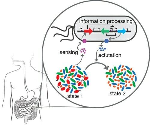 Venturelli is trying to understand the dynamic interactions of microbes that specifically reside in the human gut because of the impact they have on human health. Understanding these interactions is the first step in being able to change the microbiome in ways that benefit health.