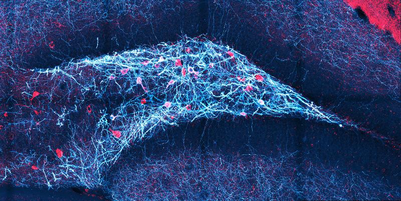 Dentate gyrus of the mouse (the arrow-shaped structure pointing to the right): Certain neurons (red) become active during feedback inhibition and play an important role in this process.  © Daniel Müller-Komorowska/Uni Bonn