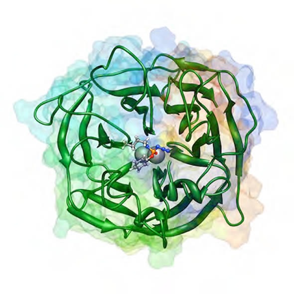 Using computational chemistry to help develop new antidotes for nerve agents, Christopher Hadad, Ph.D., professor of chemistry at The Ohio State University, leveraged Ohio Supercomputer Center resources to create this molecular dynamics model of paraoxonase bound to a ligand. (credit: Hadad/OSU)